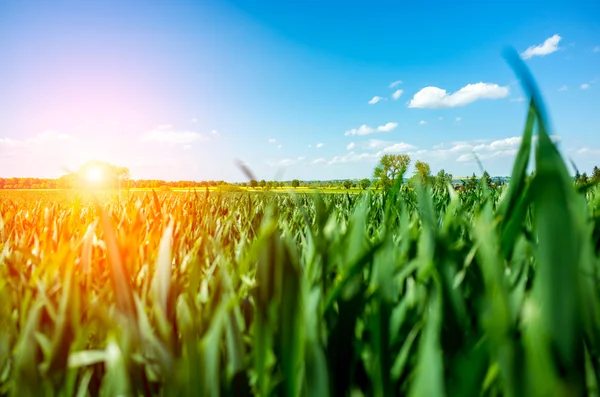 Sonnenuntergang über dem Weizenfeld — Stockfoto