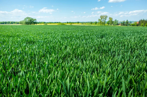 Vetefält — Stockfoto