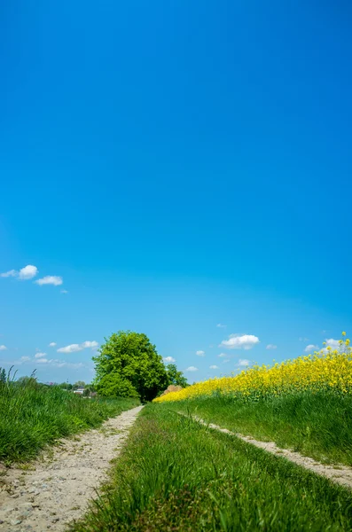 Geel koolzaad veld — Stockfoto