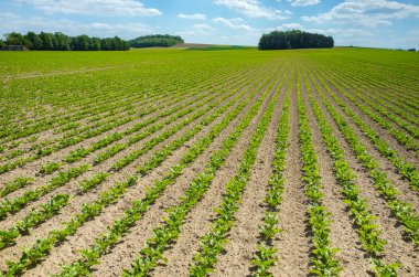 Şeker pancarı alan