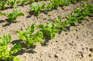 Şeker pancarı alan Görünümü Kapat