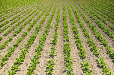 Şeker pancarı alan