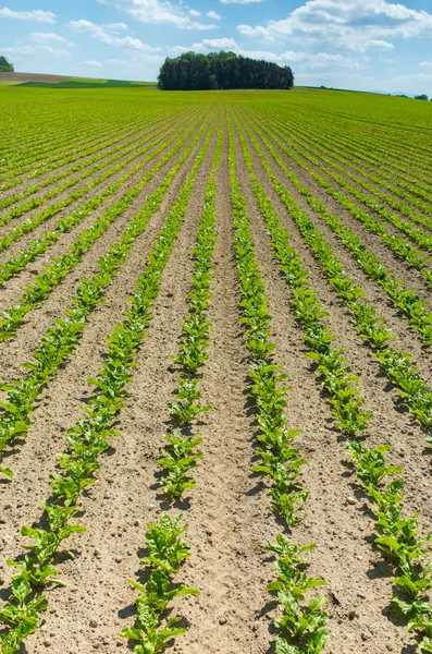 Campo di barbabietole da zucchero — Foto Stock