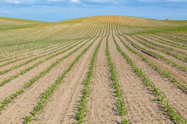 Campo di mais giovane — Foto Stock