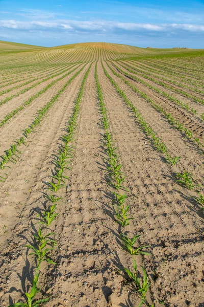 Campo di mais giovane — Foto Stock