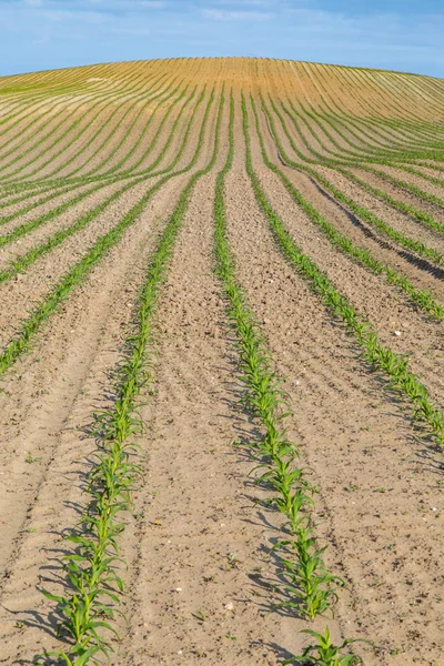 Campo di mais giovane — Foto Stock