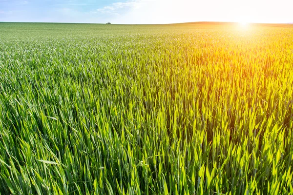 Coucher de soleil sur un jeune champ de blé — Photo