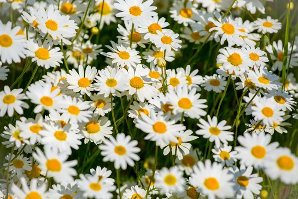 Gänseblümchen — Stockfoto