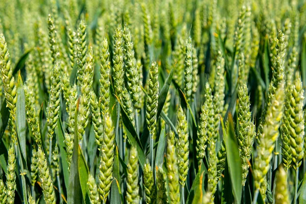 Wheat field — Stock Photo, Image