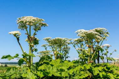 Yaban havucu Sosnowski