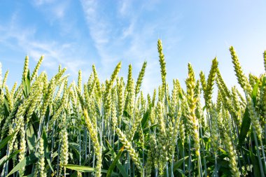 Genç buğday alanı