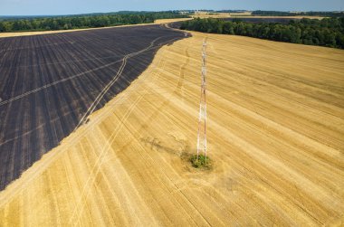 Powerlines buğday alanında