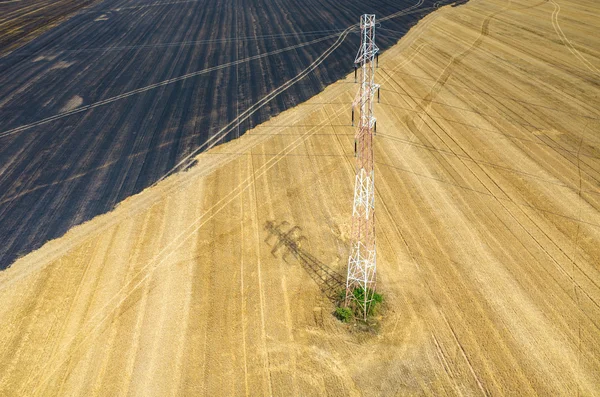 麦畑に電線 — ストック写真