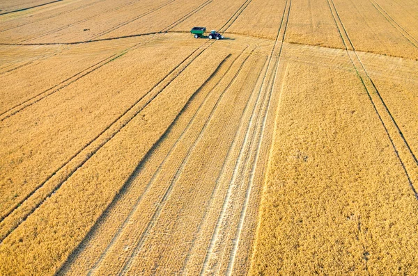 Combinaciones y tractores que trabajan en el campo de trigo — Foto de Stock