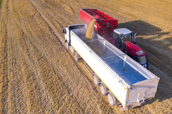 Filling the truck with wheat seeds — Stock Photo, Image