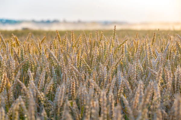 Grande campo de trigo — Fotografia de Stock