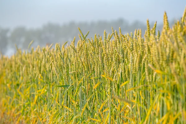 Campo de trigo grande — Foto de Stock