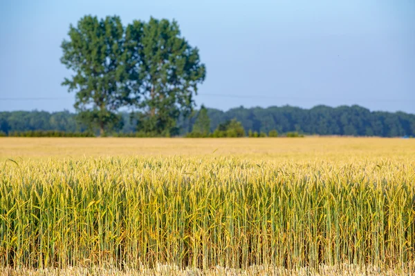 Большое пшеничное поле — стоковое фото