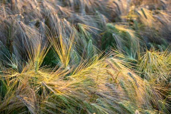 Close view on barley — Stock Photo, Image