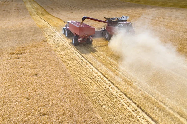 Combinaciones y tractores que trabajan en el campo de trigo —  Fotos de Stock