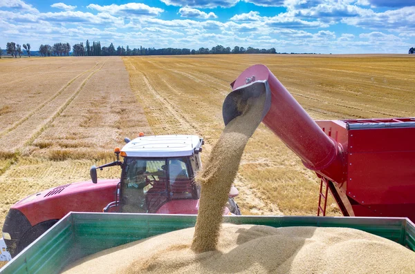 Combinazioni e trattori che lavorano sul campo di grano — Foto Stock