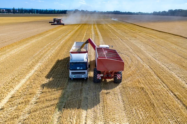 Füllen des Lastwagens mit Weizensamen — Stockfoto