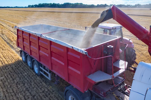 Vullen van de truck met tarwe zaden — Stockfoto