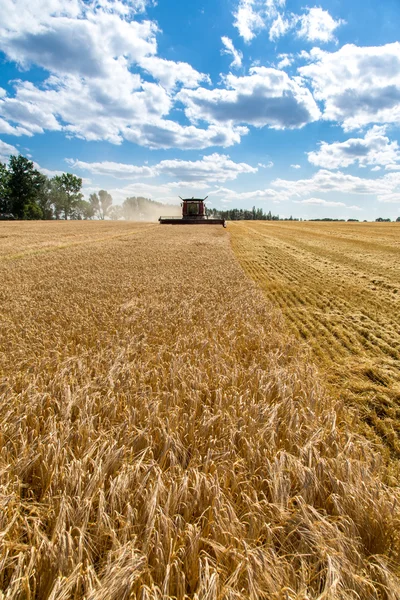 Combinare il lavoro sul campo di grano — Foto Stock