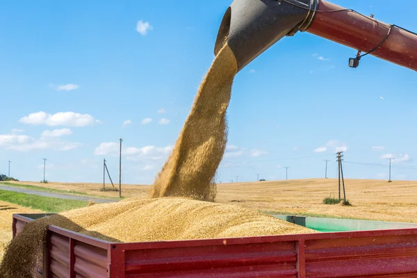 Filling the truck with wheat seeds — Stock Photo, Image