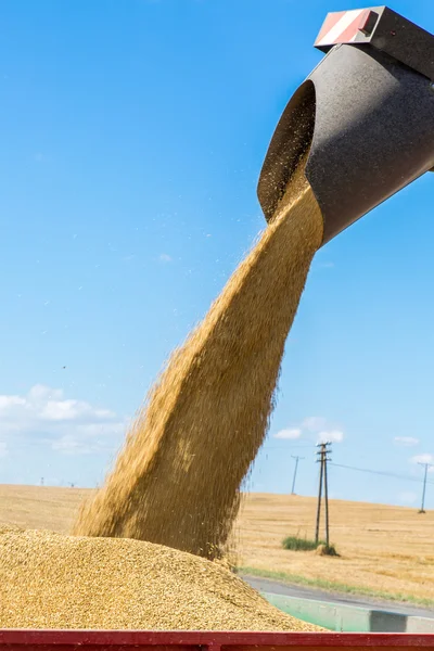 Filling the truck with wheat seeds — Stock Photo, Image
