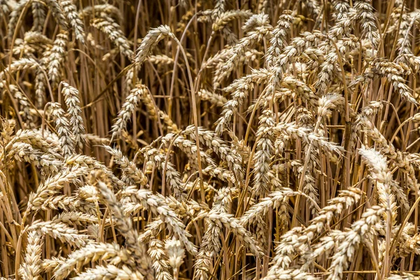 Campo de trigo — Fotografia de Stock