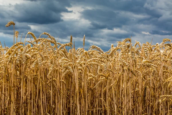 Slecht weer via het veld — Stockfoto