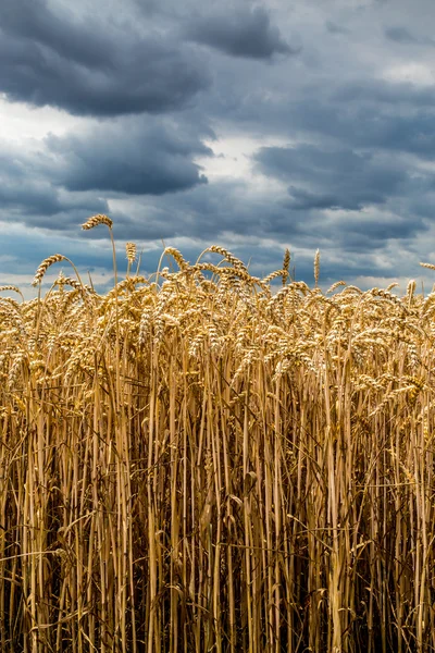 Slecht weer via het veld — Stockfoto