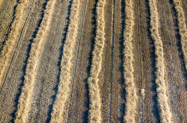 Weizenstoppeln — Stockfoto