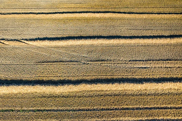 Barbabietola di grano — Foto Stock