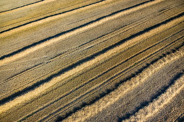 Pšeničné strniště — Stock fotografie