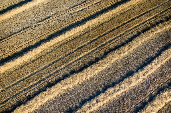 Пшениця стерні — стокове фото