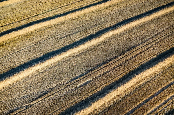 Pšeničné strniště — Stock fotografie