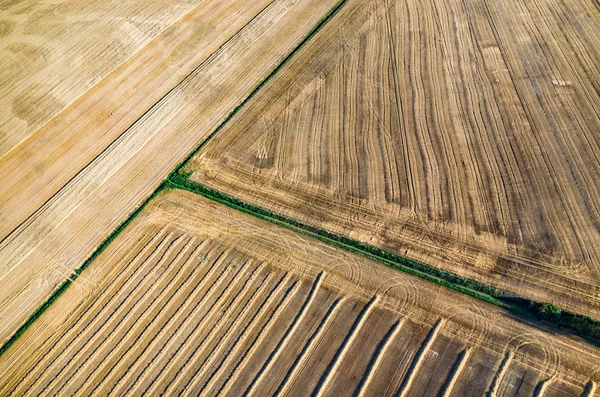 Buğday anız — Stok fotoğraf