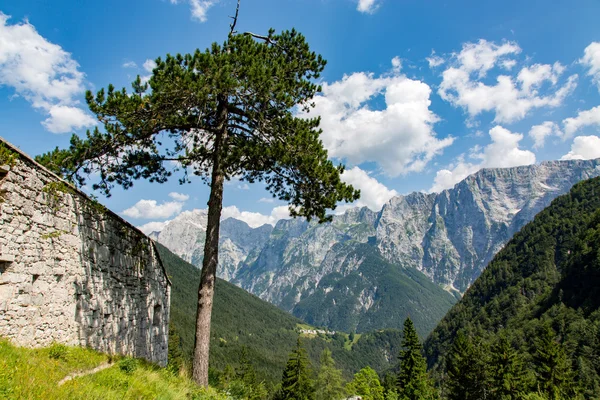 Boom in de bergen van de Alpen — Stockfoto