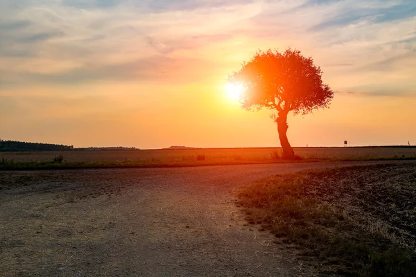 Albero sul campo — Foto Stock