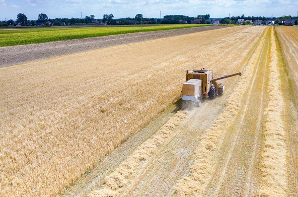 麦畑で作業を組み合わせる — ストック写真