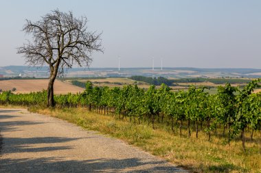 Üzüm plantasyonda görüntülemek