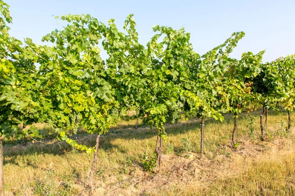 Üzüm plantasyonda görüntülemek