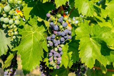 Üzüm plantasyonda görüntülemek