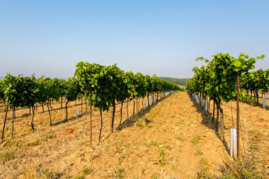 Üzüm plantasyonda görüntülemek