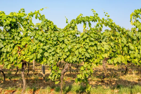 View on the grape plantation — Stock Photo, Image