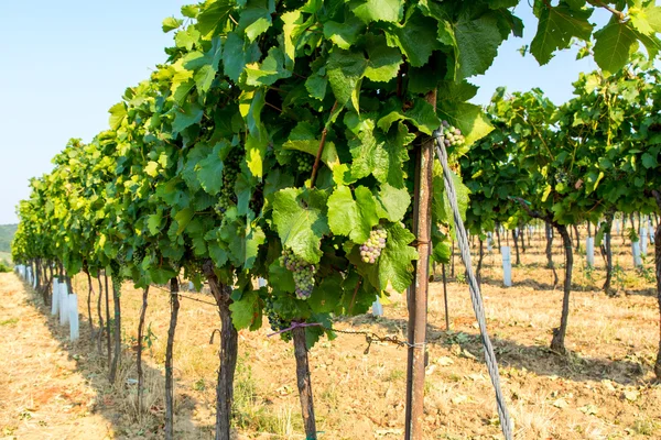 Vista de la plantación de uva —  Fotos de Stock