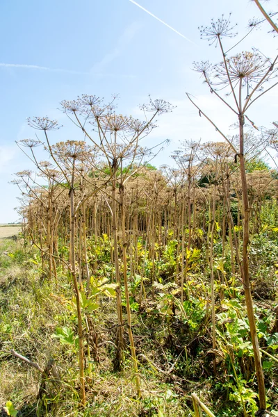 Planta Parsnip Sosnowski — Fotografia de Stock