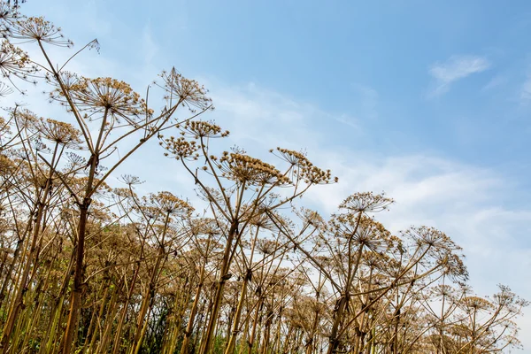 Planta Sosnowski de chirivía —  Fotos de Stock